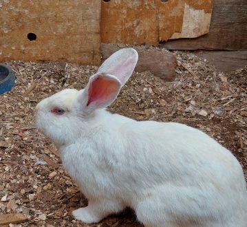 conejo